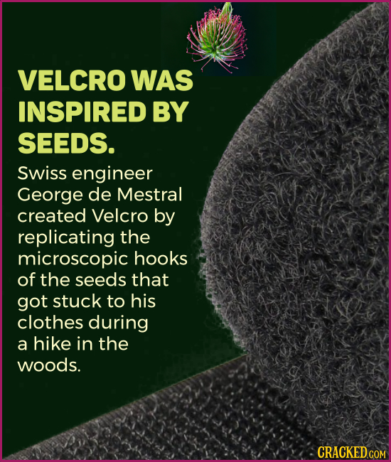 VELCRO WAS INSPIRED BY SEEDS. Swiss engineer George de Mestral created Velcro by replicating the microscopic hooks of the seeds that got stuck to his