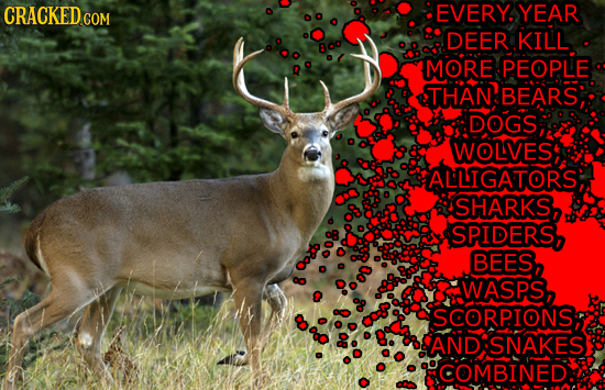 CRACKEDcO EVERY. YEAR COM DEER KILL MORE PEOPLE THAN BEARS DOGS WOLVES ALLIGATORS; SHARKS, SPIDERS, BEES, O WASPS, 8 SCORP.IONS, AND SNAKES COMBINED