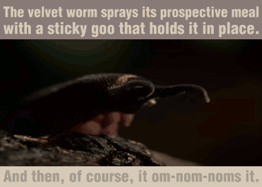 17 Amazing Animal Predators Straight From Your Nightmares