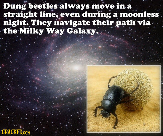Dung beetles always move in a straight line, even during a moonless night: They navigate their path via the Milky Way Galaxy: CRACKED.COM