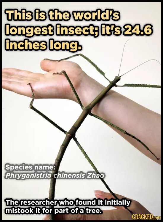 This is the world's longest insectB it's 24.6 inches long. Species name: Phryganistria chinensis Zhao The researcher who found it initially mistook it
