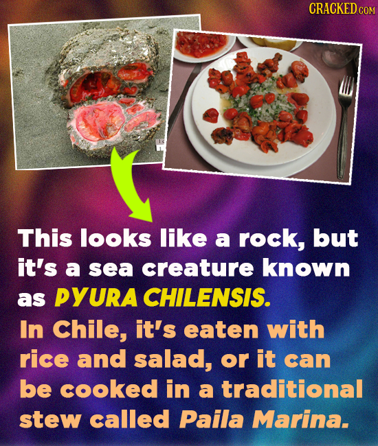 CRACKEDC COM This looks like a rock, but it's a sea creature known as PYURA CHILENSIS. In Chile, it's eaten with rice and salad, or it can be cooked i