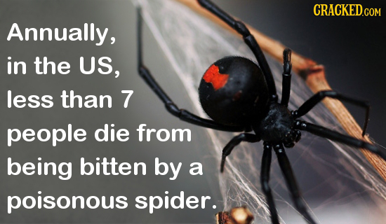 Annually, in the US, less than 7 people die from being bitten by a poisonous spider.