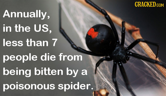 Annually, in the US, less than 7 people die from being bitten by a poisonous spider. 