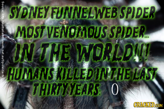 Source: Source: hftp:/australiam SYDNEYFUNNELWEB SPIDER MOST VENOMOUS SPIDER. IN THE WORLDI! HUMANS KILLED INTHE LAST THIRTY YEARS: O