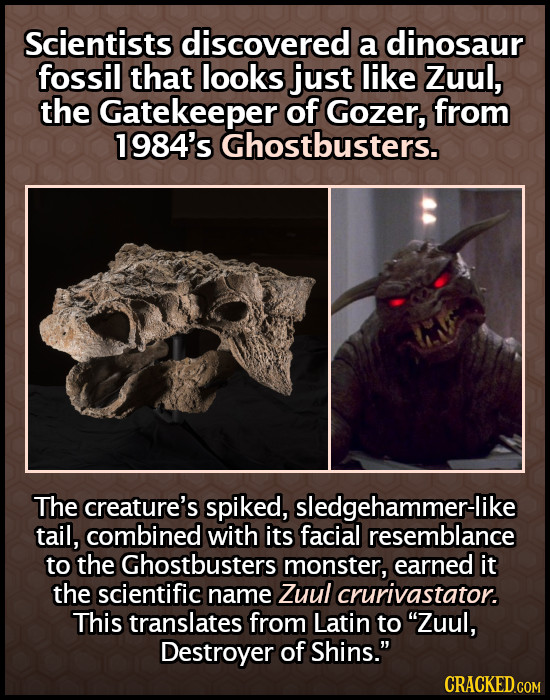 Scientists discovered a dinosaur fossil that looks just like Zuul, the Gatekeeper of Gozer, from 1984's Ghostbusters. The creature's spiked, sledgeham