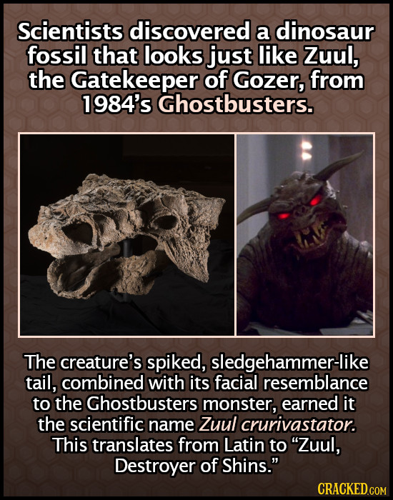 Scientists discovered a dinosaur fossil that looks just like Zuul, the Gatekeeper of Gozer, from 1984's Ghostbusters. The creature's spiked, sledgeham