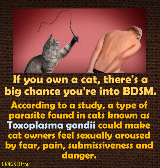 If you own a cat, there's a big chance you're into BDSM. According to a study, a type of parasite found in cats known as Toxoplasma gondii could make 