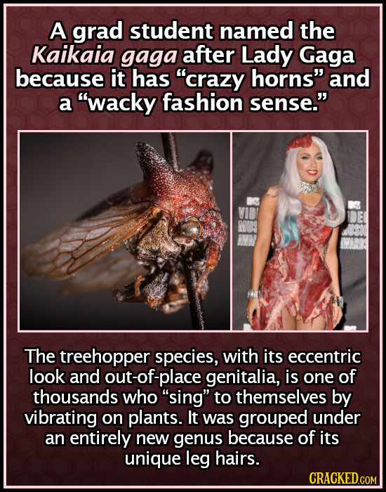 A grad student named the Kaikaia gaga after Lady Gaga because it has crazy horns and a wacky fashion sense. VID IDE MUS USIC AINIR The treehopper 