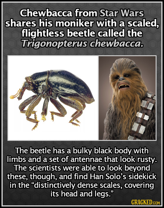 Chewbacca from Star Wars shares his moniker with a scaled, flightless beetle called the Trigonopterus chewbacca. The beetle has a bulky black body wit