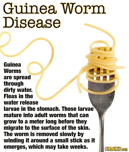 Guinea Worm Disease Guinea Worms are spread through dirty water. Fleas in the water release larvae in the stomach. Those larvae mature into adult worm