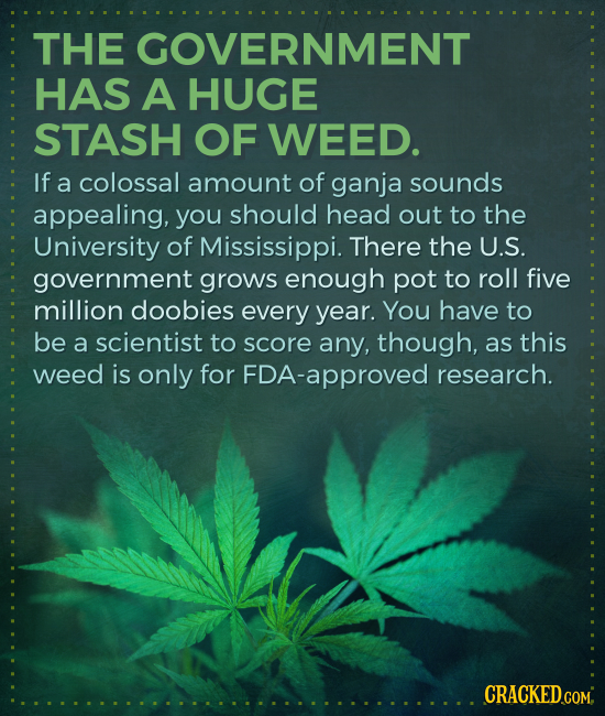 THE GOVERNMENT HAS A HUGE STASH OF WEED. If a colossal amount of ganja sounds appealing, you should head out to the University of Mississippi. There t