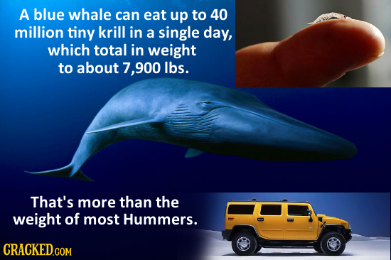 A blue whale can eat up to 40 million tiny krill in a single day, which total in weight to about 7,900 lbs. That's more than the weight of most Hummer