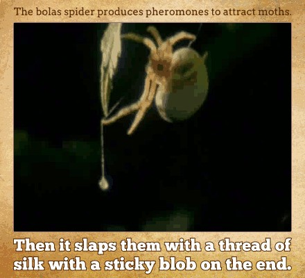 17 Amazing Animal Predators Straight From Your Nightmares