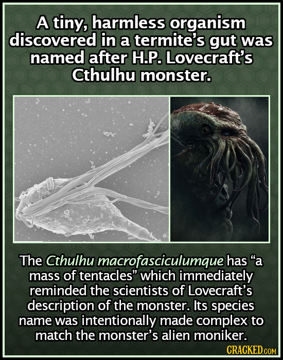 A tiny, harmless organism discovered in a termite's gut was named after H.P. Lovecraft's Cthulhu monster. The Cthulhu macrofasciculumque has a mass o