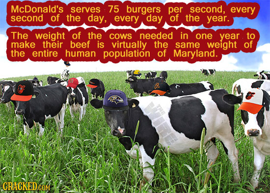 McDonald's serves 75 burgers per second, every second of the day, every day of the year. The weight of the cows needed in one year to make their beef 