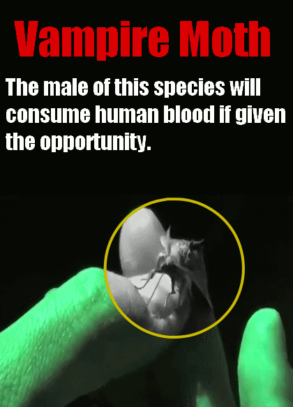 17 Amazing Animal Predators Straight From Your Nightmares