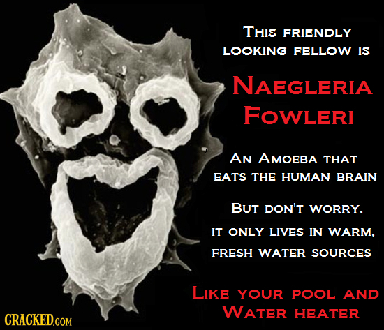 THIS FRIENDLY LOOKING FELLOW IS NAEGLERIA FOwLeri AN AMOEBA THAT EATS THE HUMAN BRAIN BUT DON'T WORRY. IT ONLY LIVES IN WARM. FRESH WATER SOURCES LIKE