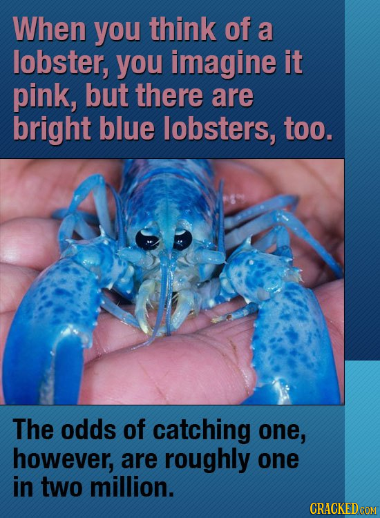 When you think of a lobster, you imagine it pink, but there are bright blue lobsters, too. The odds of catching one, however, are roughly one in two m
