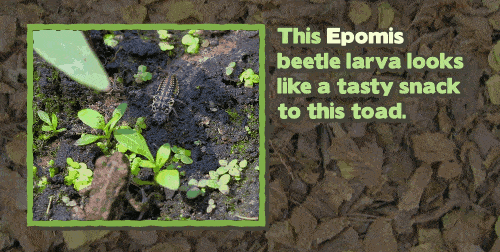 17 Amazing Animal Predators Straight From Your Nightmares