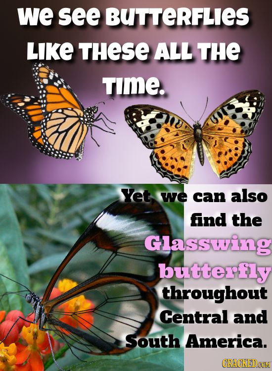 we see BUTTERFLIES LIKE THESE ALL THE TImE. Yet we can also find the Glasswing butterfly throughout Central and South America. CRACKEDOON 