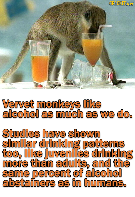 CRACKEDCO Vervet monkeys like alcohol as much as we do. Studies have shown similar drinking patterns too, like juveniles drinking more than adults, an