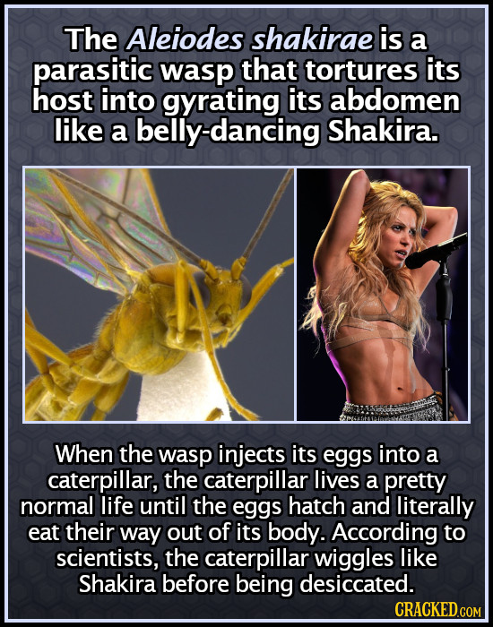 The Aleiodes shakirae is a parasitic wasp that tortures its host into gyrating its abdomen like a belly-dancing Shakira. When the wasp injects its egg