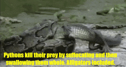 17 Amazing Animal Predators Straight From Your Nightmares