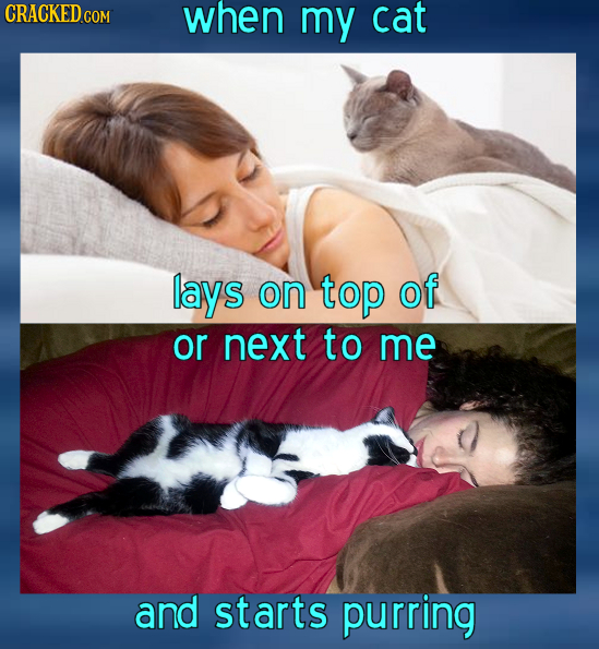 CRACKED COM when my cat lays on top of or next to me and starts purring