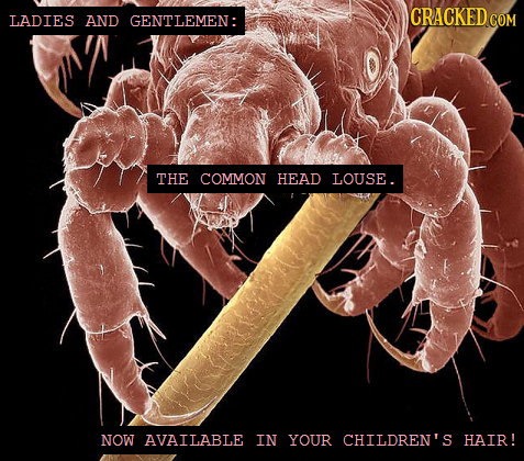 LADIES CRACKED AND GENTLEMEN: THE COMMON HEAD LOUSE. NOW AVAILABLE IN YOUR CHILDREN'S HAIR!