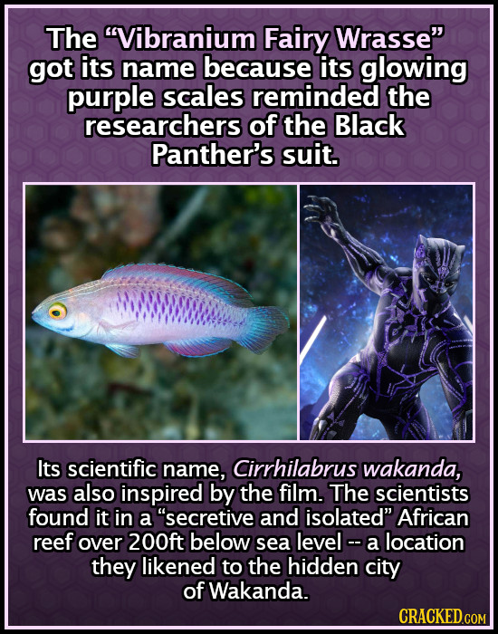 The Vibranium Fairy Wrasse got its name because its glowing purple scales reminded the researchers of the Black Panther's suit. Its scientific name,