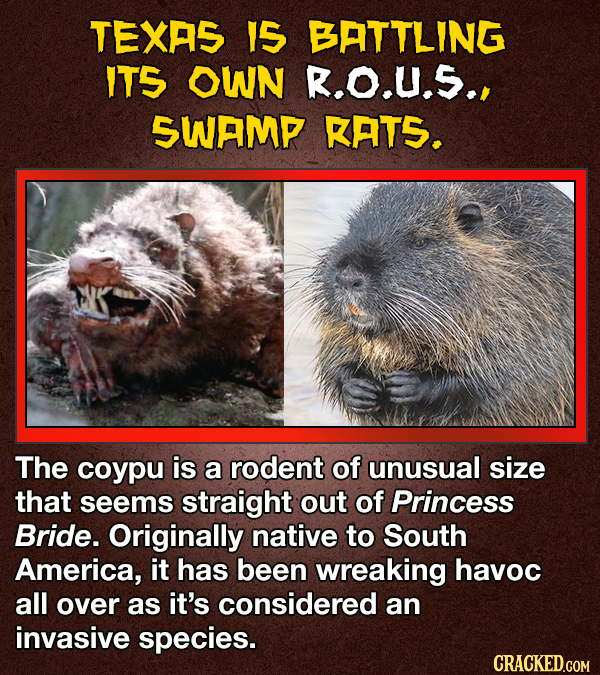 TEXAS IS BATTLING ITS OWN R.O.U.5., SWAMP KATS. The coypu is a rodent of unusual size that seems straight out of Princess Bride. Originally native to South America, it has been wreaking havoc all over as it's considered an invasive species. CRACKED.COM