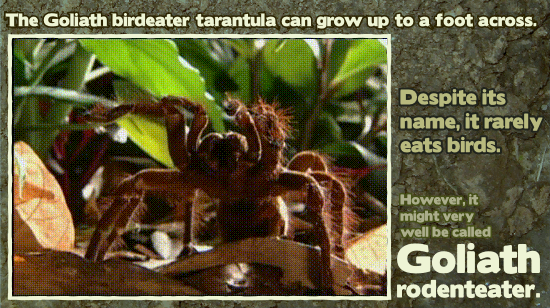 17 Amazing Animal Predators Straight From Your Nightmares