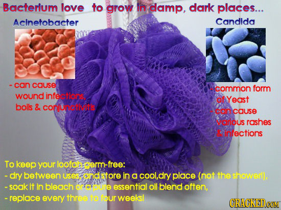 Bacterium love to grow in damp, dark places... Acinetobacter Candida -can cause common form wound infeelions of Yeast bolls & CONjURCD con cause vario
