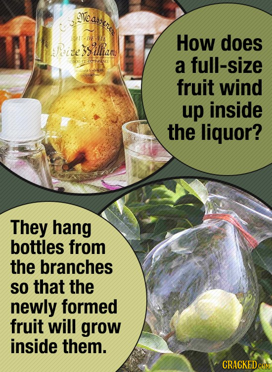loaenes U-DEVN How does Peize siltiam OUETAERINCE a full-size fruit wind up inside the liquor? They hang bottles from the branches SO that the newly f