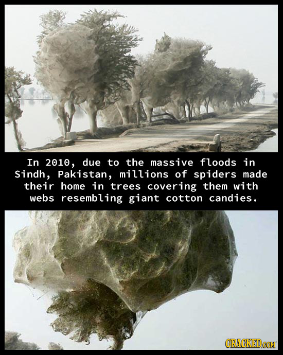 In 2010, due to the massive floods in sindh, Pakistan, millions of spiders made their home in trees covering them with webs resembling giant cotton ca