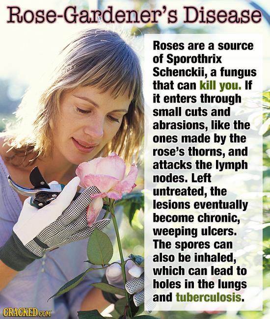 Rose-Gardener's Disease Roses are a source of Sporothrix Schenckii, a fungus that can kill you. If it enters through small cuts and abrasions, like th