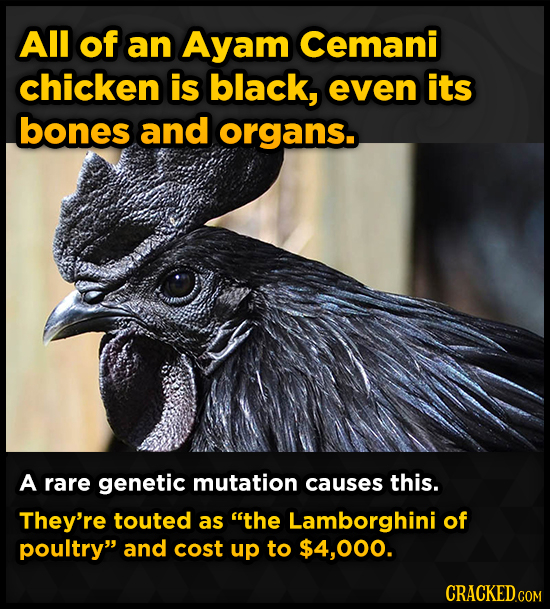 All of an Ayam Cemani chicken is black, even its bones and organs. A rare genetic mutation causes this. They're touted as the Lamborghini of poultry