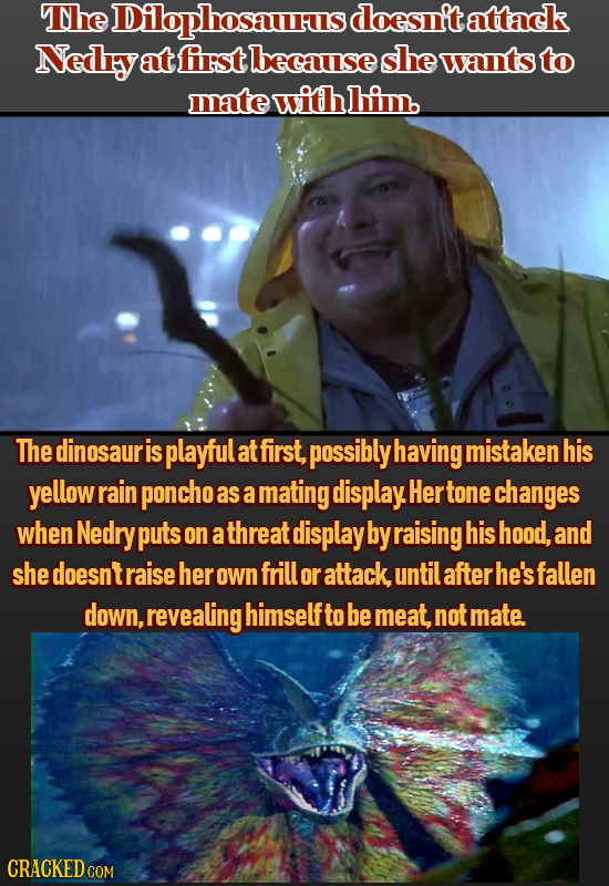 The Dilophosaurus doesn't attack Nedey at first because she wants to mate withhim. The dinosaur is playful at first, possibly having mistaken his yell