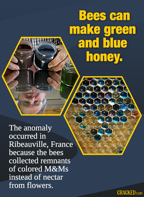 Bees can make green and blue honey. The anomaly occurred in Ribeauville, France because the bees collected remnants of colored M&Ms instead of nectar