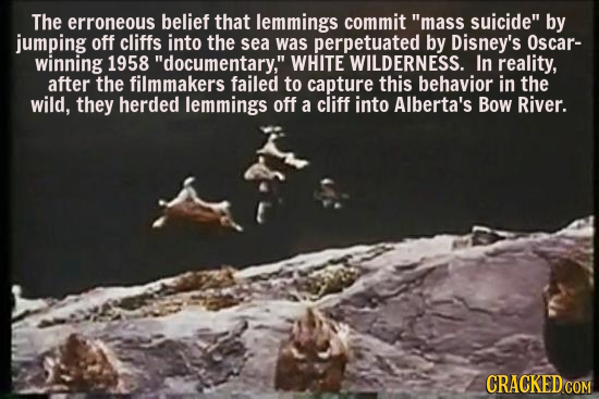 The erroneous belief that lemmings commit mass suicide by jumping off cliffs into the sea was perpetuated by Disney's Oscar- winning 1958 documenta