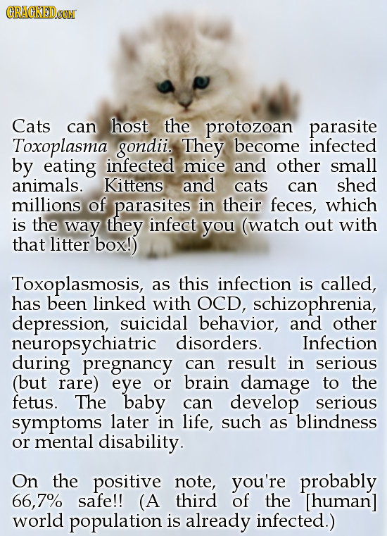 CRACKEDOON Cats can host the protozoan parasite Toxoplasma gondii. They become infected by eating infected mice and other small animals. Kittens and c