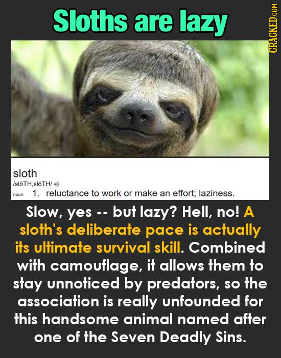 Sloths are lazy CRACKED.COM sloth /sloTH.sloTH/ 1. reluctance to work or make an effort; laziness. noun Slow, yes-. but lazy? Hell, no! A sloth's deli