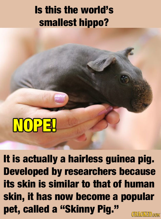 Is this the world's smallest hippo? NOPE! It is actually a hairless guinea pig. Developed by researchers because its skin is similar to that of human 