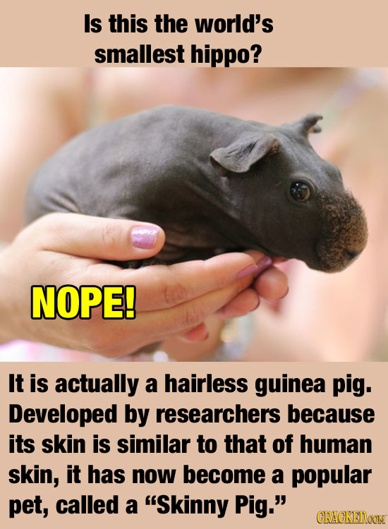 Is this the world's smallest hippo? NOPE! It is actually a hairless guinea pig. Developed by researchers because its skin is similar to that of human