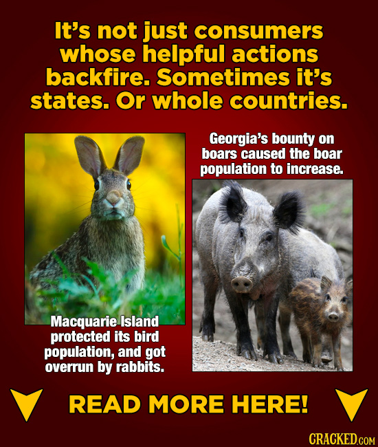 It's not just consumers whose helpful actions backfire. Sometimes it's states. Or whole countries. Georgia's bounty on boars caused the boar populatio