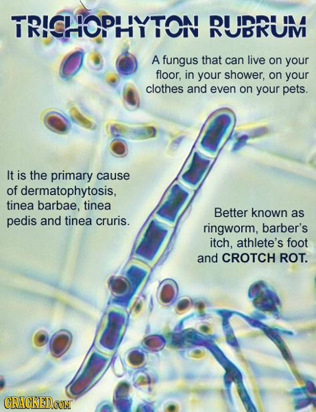 TRICHOPHYTON UDRUM A fungus that can live on your floor, in your shower, on your clothes and even on your pets. It is the primary cause of dermatophyt