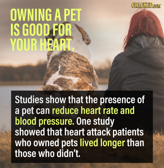 CRACKEDCON OWNING A PET IS GOOD FOR YOUR HEART. Studies show that the presence of a pet can reduce heart rate and blood pressure. One study showed tha