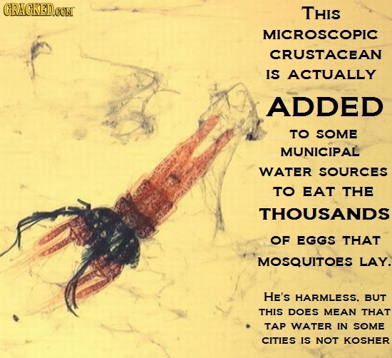CRACKEDOON THIS MICROSCOPIC CRUSTACEAN IS ACTUALLY ADDED TO SOME MUNICIPAL WATER SOURCES TO EAT THE THOUSANDS OF EGGS THAT MOSQUITOES LAY. HE's HARMLE