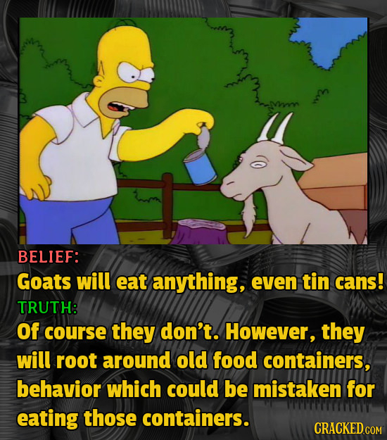 BELIEF: Goats will eat anything, even tin cans! TRUTH: Of course they don't. However, they will root around old food containers, behavior which could